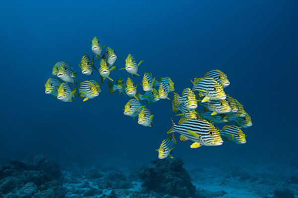 Schwarm Orientalische Suesslippen, Plectorhinchus vittatus, Nord Ari Atoll, Indischer Ozean, Malediven