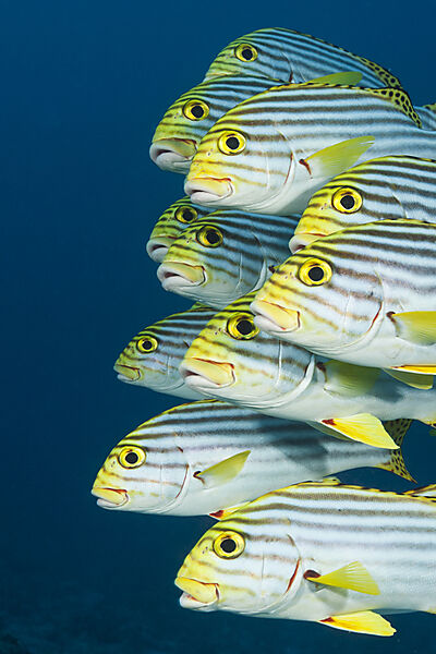 Schwarm Orientalische Suesslippen, Plectorhinchus vittatus, Nord Ari Atoll, Indischer Ozean, Malediven