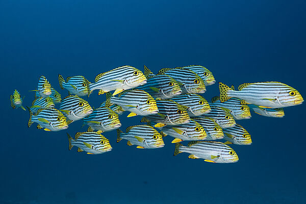 Schwarm Orientalische Suesslippen, Plectorhinchus vittatus, Nord Ari Atoll, Indischer Ozean, Malediven