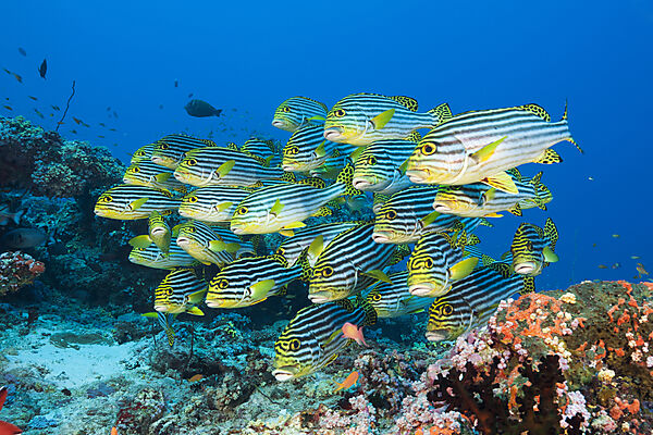 Schwarm Orientalische Suesslippen, Plectorhinchus vittatus, Nord Ari Atoll, Indischer Ozean, Malediven