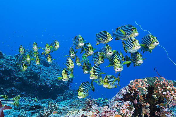 Schwarm Orientalische Suesslippen, Plectorhinchus vittatus, Nord Ari Atoll, Indischer Ozean, Malediven