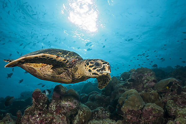 Echte Karettschildkroete, Eretmochelys imbricata, Felidhu Atoll, Indischer Ozean, Malediven