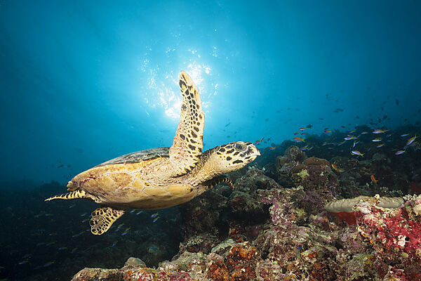 Echte Karettschildkroete, Eretmochelys imbricata, Felidhu Atoll, Indischer Ozean, Malediven