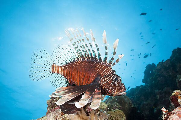 Indischer Rotfeuerfisch, Pterois Miles, Felidhu Atoll, Indischer Ozean, Malediven