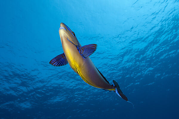Masken-Nasendoktor, Naso vlamingii, Felidhu Atoll, Indischer Ozean, Malediven