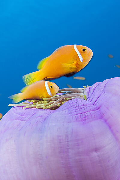 Malediven-Anemonenfische, Amphiprion nigripes, Felidhu Atoll, Indischer Ozean, Malediven