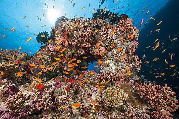Buntes Korallenriff, Nord Male Atoll, Indischer Ozean, Malediven
