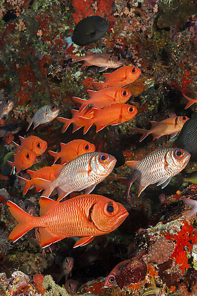 Schwarm Weisssaum-Soldatenfische, Myripristis murdjan, Nord Male Atoll, Indischer Ozean, Malediven