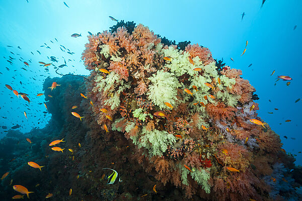 Buntes Korallenriff, Nord Male Atoll, Indischer Ozean, Malediven