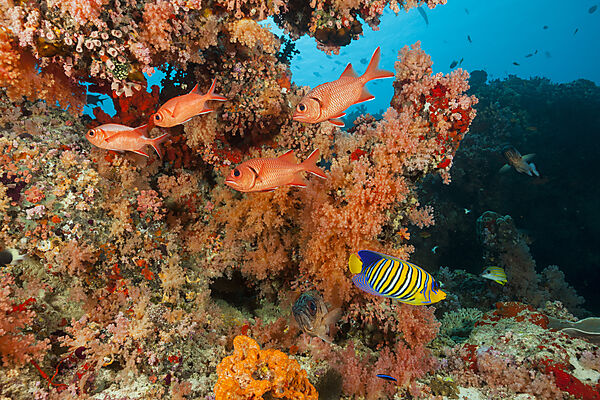 Buntes Korallenriff, Nord Male Atoll, Indischer Ozean, Malediven