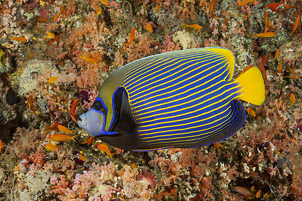 Imperator Kaiserfisch, Pomacanthus imperator, Sued Male Atoll, Indischer Ozean, Malediven