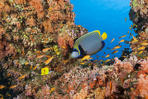 Imperator Kaiserfisch, Pomacanthus imperator, Sued Male Atoll, Indischer Ozean, Malediven
