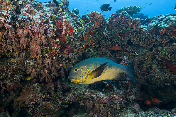 Gelbaugen-Schnapper, Macolor macularis, Sued Male Atoll, Indischer Ozean, Malediven