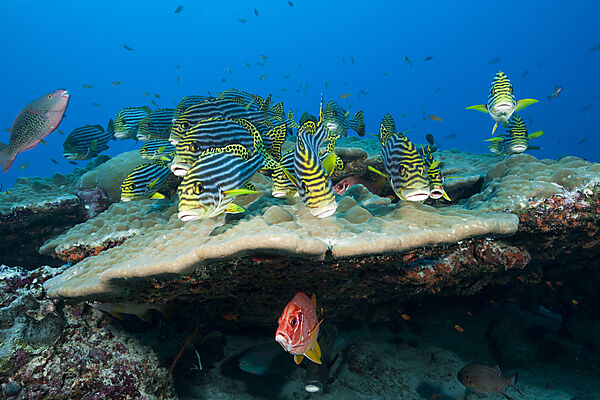 Schwarm Orientalische Suesslippen, Plectorhinchus vittatus, Sued Male Atoll, Indischer Ozean, Malediven