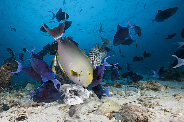Korallenfische fressen Fischreste, Acanthurus xanthopterus, Nord Male Atoll, Indischer Ozean, Malediven