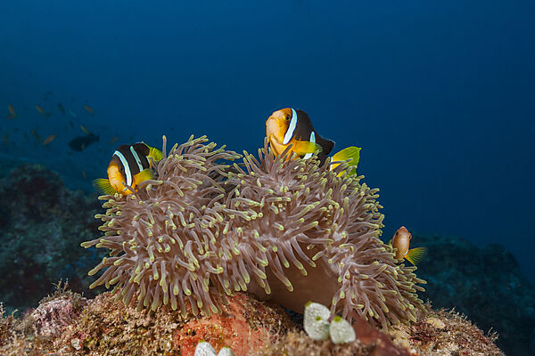 Clarks Anemonenfisch, Amphiprion clarkii, Nord Male Atoll, Indischer Ozean, Malediven