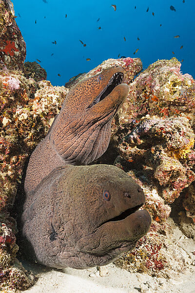 Paar Riesenmuraenen, Gymnothorax javanicus, Nord Male Atoll, Indischer Ozean, Malediven