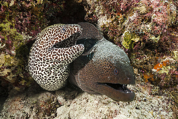 Grosse Netzmuraene und Riesenmuraene, Gymnothorax favagineus, Gymnothorax javanicus, Nord Male Atoll, Indischer Ozean, Malediven