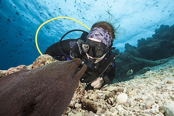 Taucher und Riesenmuraene, Gymnothorax javanicus, Nord Male Atoll, Indischer Ozean, Malediven