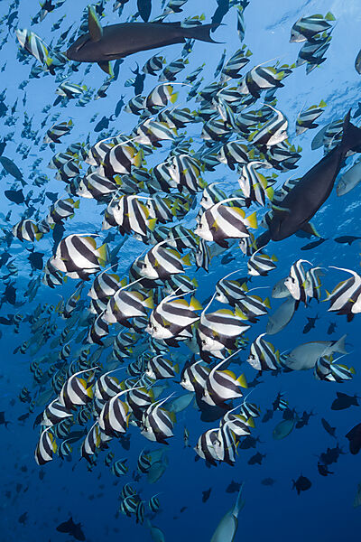 Schwarm Wimpelfische, Heniochus diphreutes, Nord Male Atoll, Indischer Ozean, Malediven