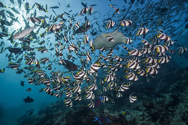 Schwarm Wimpelfische, Heniochus diphreutes, Nord Male Atoll, Indischer Ozean, Malediven