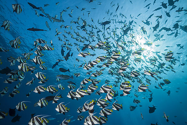 Schwarm Wimpelfische, Heniochus diphreutes, Nord Male Atoll, Indischer Ozean, Malediven