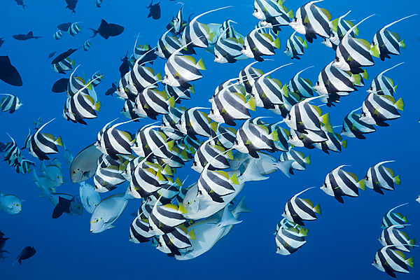 Schwarm Wimpelfische, Heniochus diphreutes, Nord Male Atoll, Indischer Ozean, Malediven