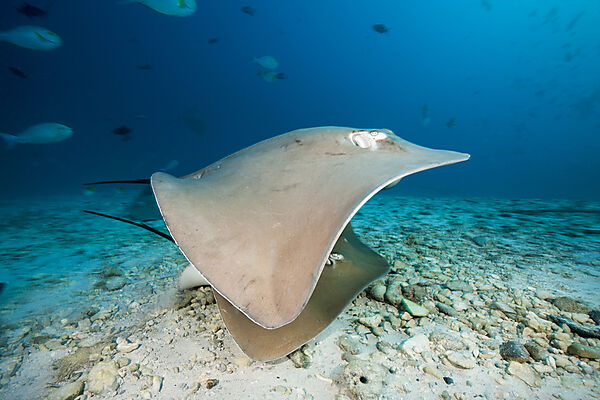 Lila Peitschenschwanz, Pateobatis fai, Nord Male Atoll, Indischer Ozean, Malediven