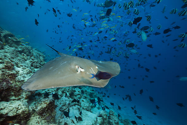 Lila Peitschenschwanz, Pateobatis fai, Nord Male Atoll, Indischer Ozean, Malediven