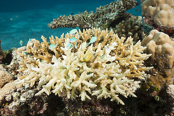 Korallenbleiche auf Riffdach, Felidhu Atoll, Indischer Ozean, Malediven