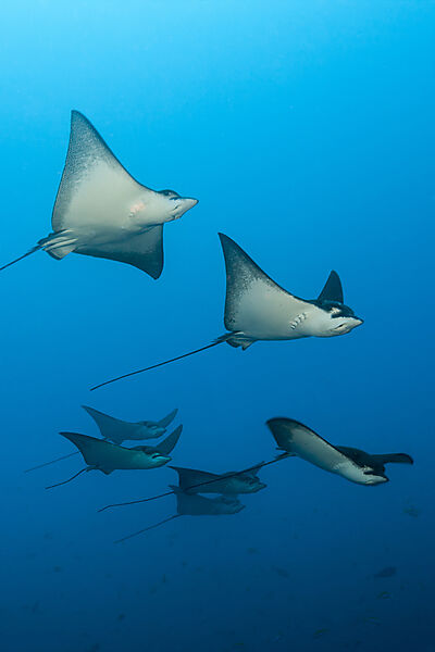 Group of Spotted Eagle Rays, Aetobatus narinari, Felidhu Atoll, Indian Ocean, Maldives