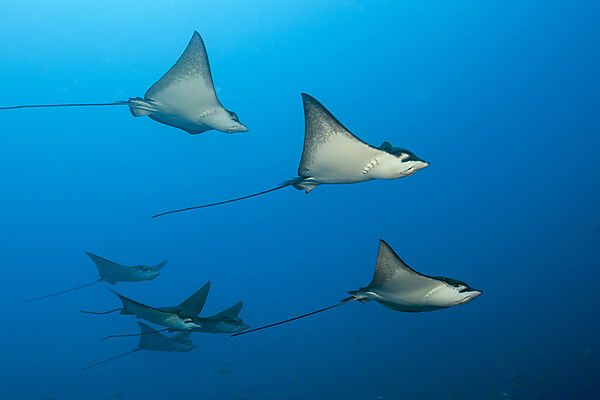 Group of Spotted Eagle Rays, Aetobatus narinari, Felidhu Atoll, Indian Ocean, Maldives