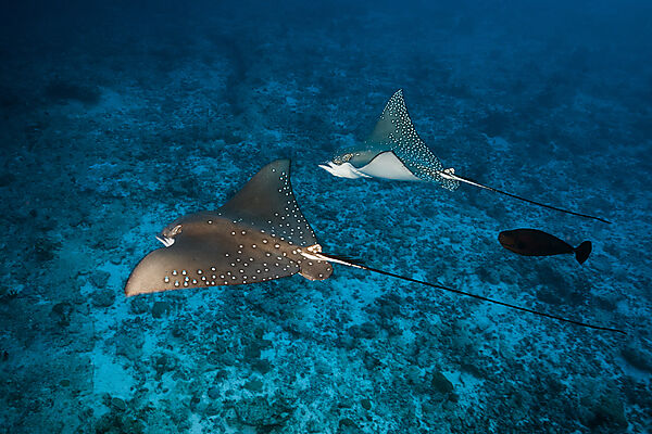Group of Spotted Eagle Rays, Aetobatus narinari, Felidhu Atoll, Indian Ocean, Maldives