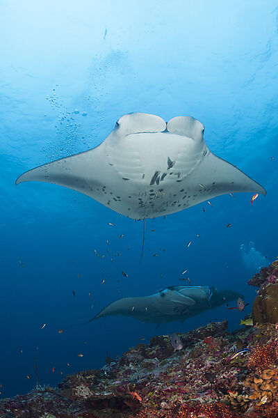 Riff-Manta, Manta alfredi, Nord Ari Atoll, Indischer Ozean, Malediven