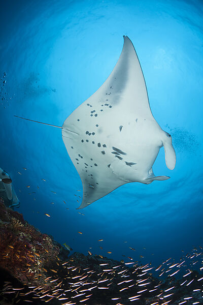 Riff-Manta, Manta alfredi, Nord Ari Atoll, Indischer Ozean, Malediven