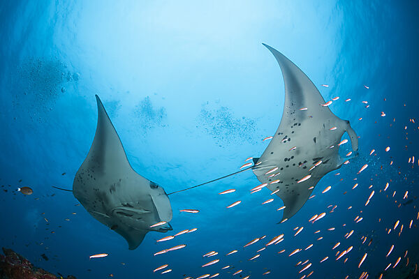 Riff-Mantas, Manta alfredi, Nord Ari Atoll, Indischer Ozean, Malediven