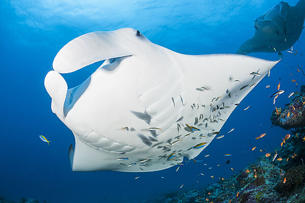 Riff-Manta, Manta alfredi, Nord Ari Atoll, Indischer Ozean, Malediven