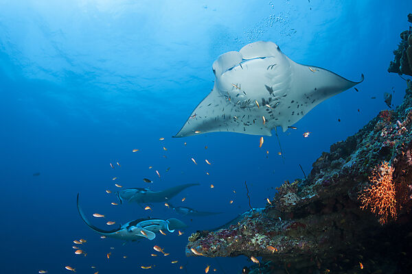 Riff-Manta, Manta alfredi, Nord Ari Atoll, Indischer Ozean, Malediven