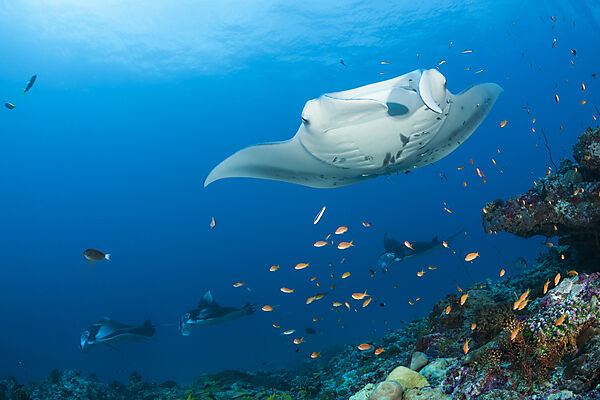 Riff-Manta, Manta alfredi, Nord Ari Atoll, Indischer Ozean, Malediven