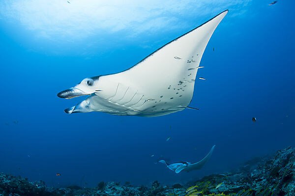 Riff-Manta, Manta alfredi, Nord Ari Atoll, Indischer Ozean, Malediven
