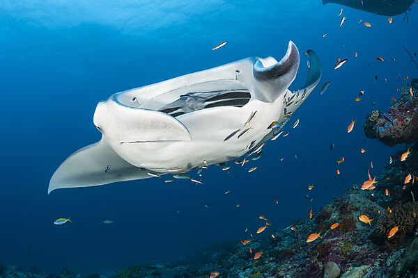 Riff-Manta, Manta alfredi, Nord Ari Atoll, Indischer Ozean, Malediven