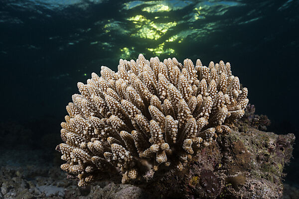 Hard Coral, North Ari Atoll, Indian Ocean, Maldives