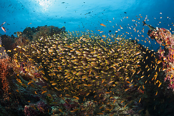 Pygmy Sweeper Shoal, North Ari Atoll, Indian Ocean, Maldives