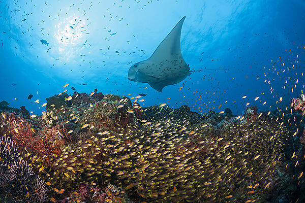 Riff-Manta ueber Glasfisch-Schwarm, Manta alfredi, Nord Ari Atoll, Indischer Ozean, Malediven