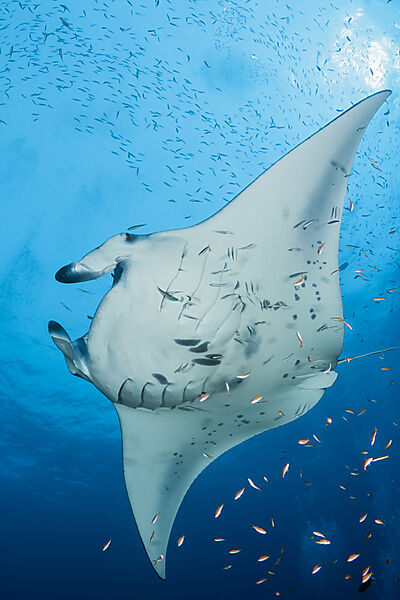Riff-Manta, Manta alfredi, Nord Ari Atoll, Indischer Ozean, Malediven