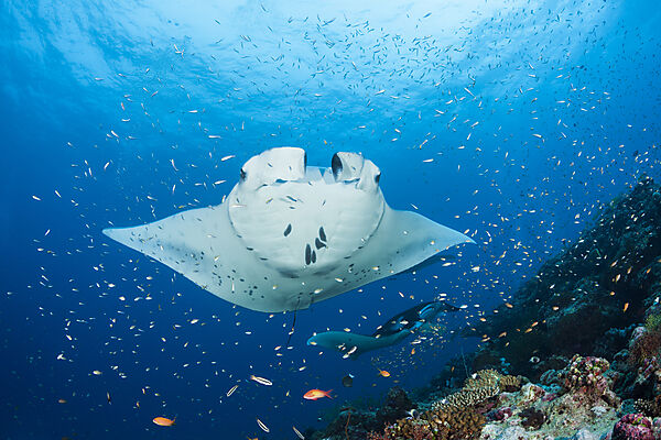 Riff-Manta, Manta alfredi, Nord Ari Atoll, Indischer Ozean, Malediven
