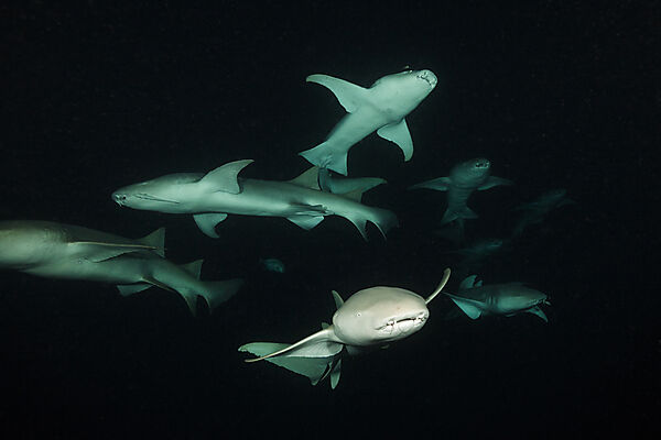 Nurse Shark at Night, Nebrius ferrugineus, Felidhu Atoll, Indian Ocean, Maldives