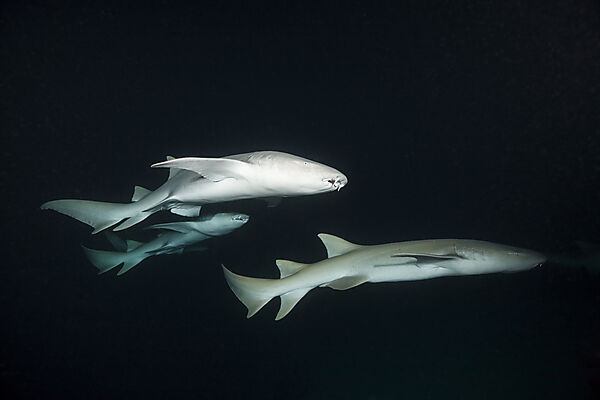 Nurse Shark at Night, Nebrius ferrugineus, Felidhu Atoll, Indian Ocean, Maldives