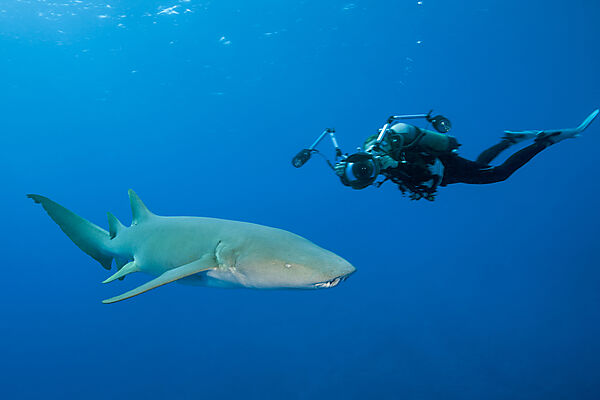 Taucher und Ammenhai, Nebrius ferrugineus, Felidhu Atoll, Indischer Ozean, Malediven