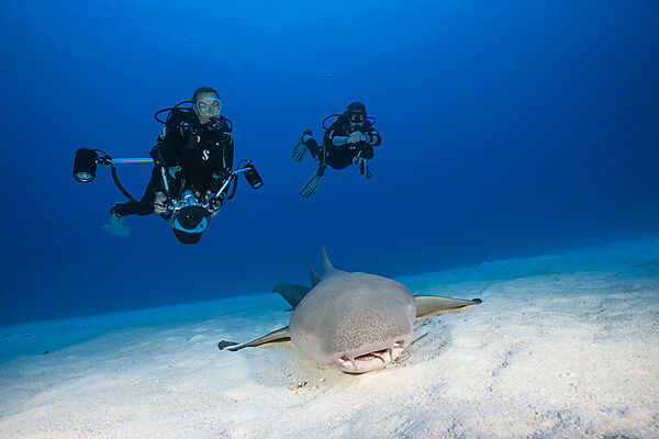 Taucher und Ammenhai, Nebrius ferrugineus, Felidhu Atoll, Indischer Ozean, Malediven